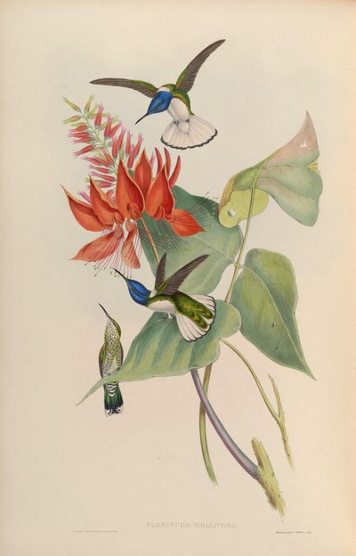 Florisuga mellivora by John Gould